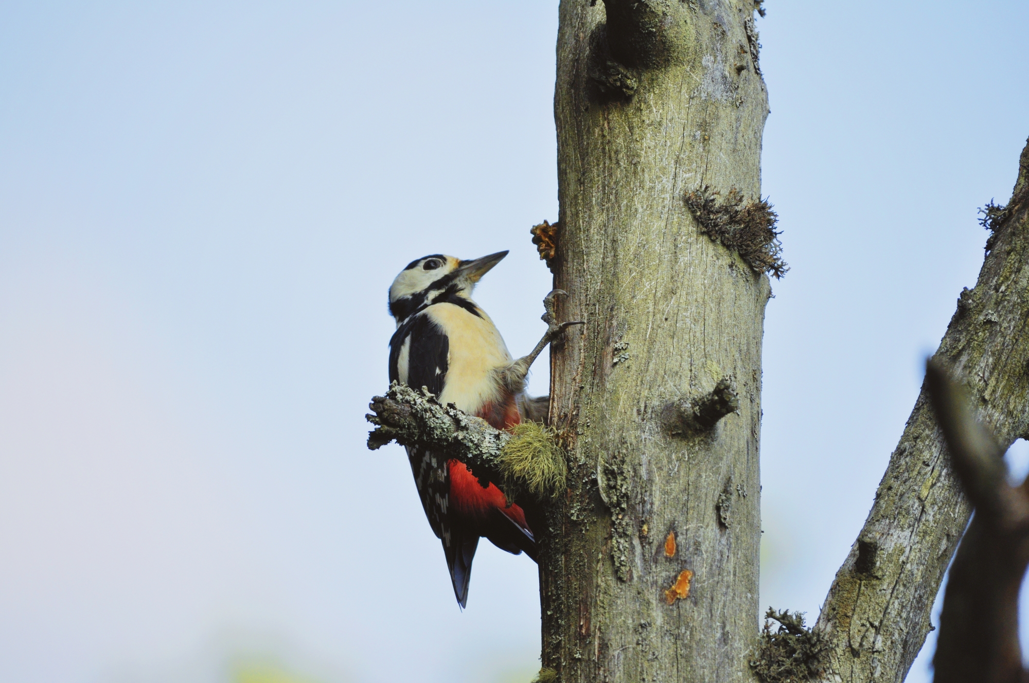 A Great Spotted Woodpecker makes its mark on a tree