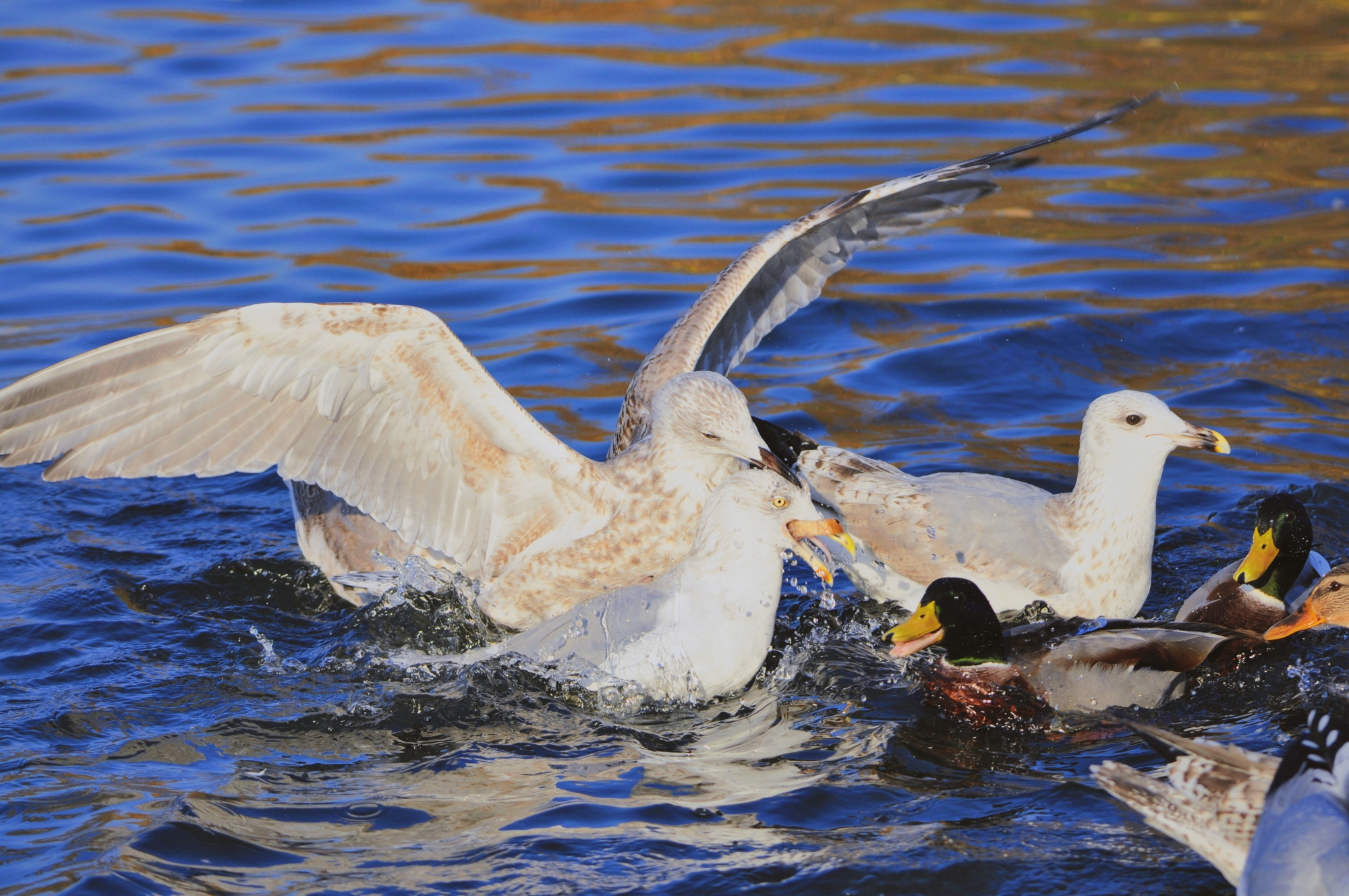 A large gull bites the head of a smaller gull as a mallard looks on in a race for food
