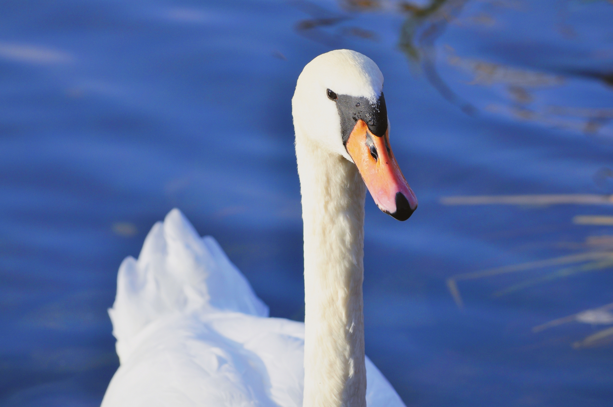 A photo of a swan sat upon a lake