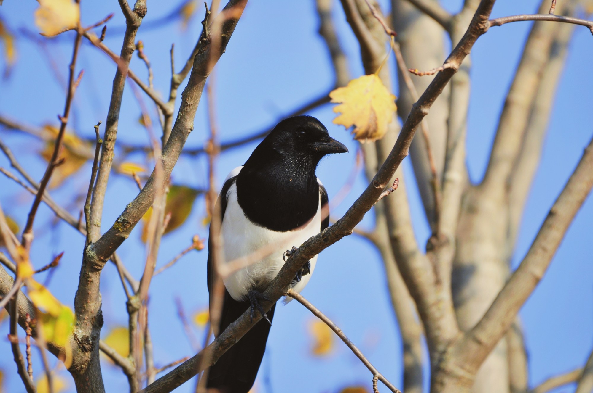 A close-up photo of a magpie in the trees