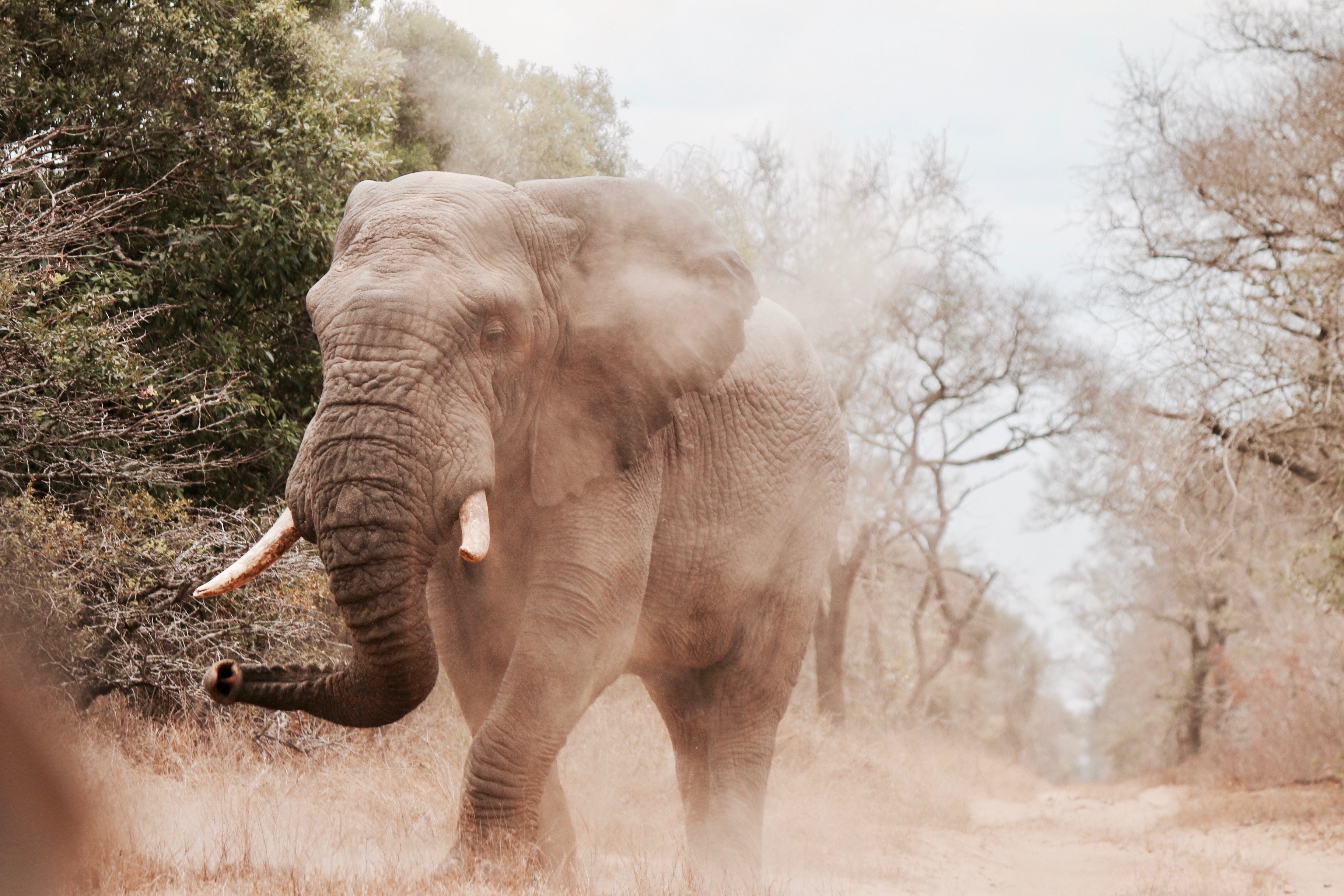 A relatively close-up photo of an elephant in the middle of a dusty road. It's legs look like the elephant is stomping toward the camera as dust swirls around the animal.