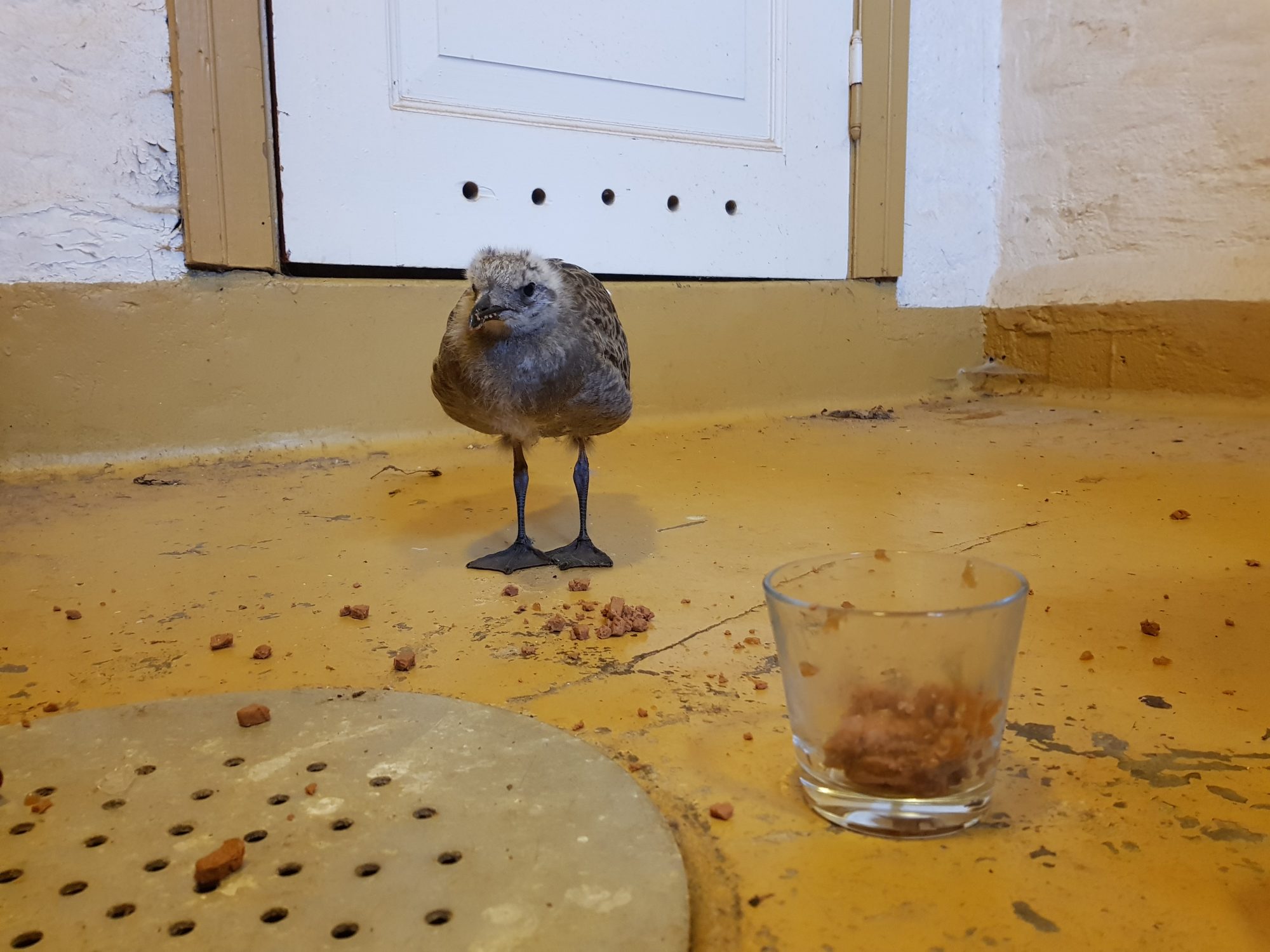 A baby seagull stood in the basement of a house