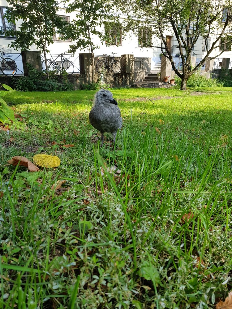 A baby seagull stood in the grass