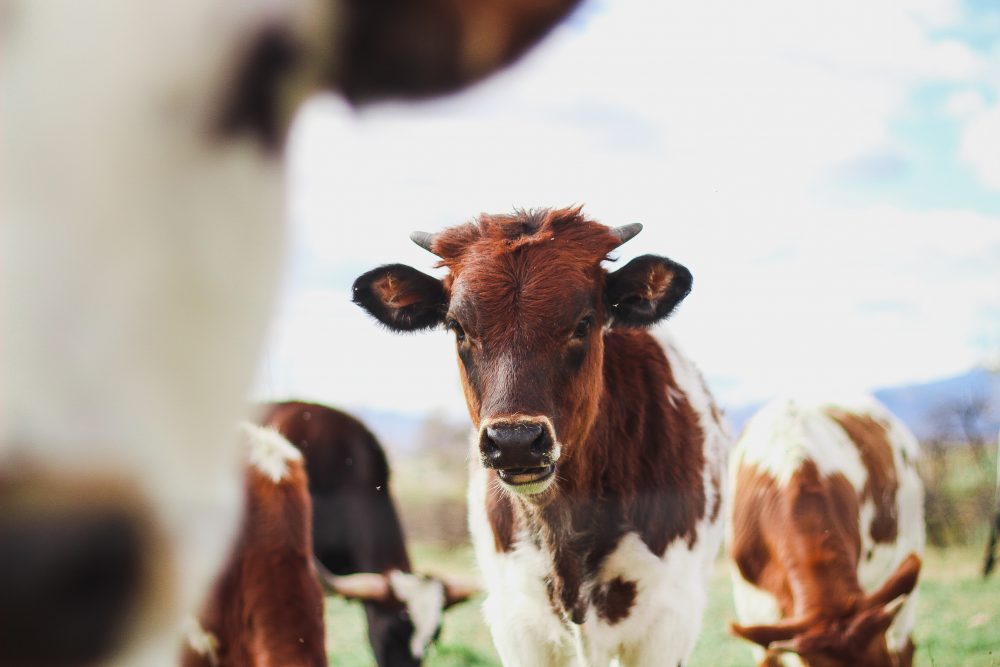 A photo of a cow looking towards the camera, surrounded by other cows