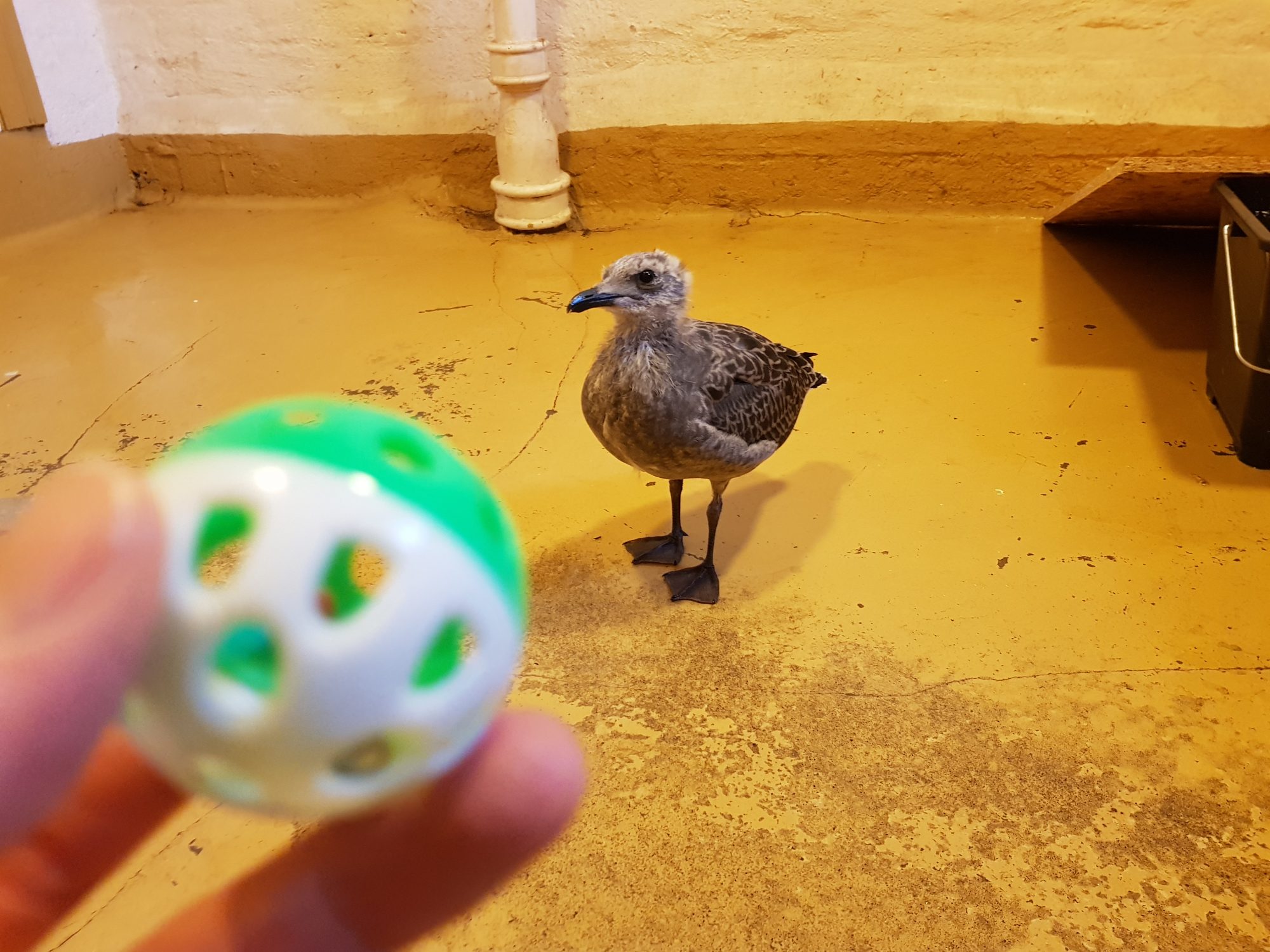 A photo of a baby seagull in the basement of a house with the forefront of the photo being coxy's hand holding a ball in the direction of the seagull.