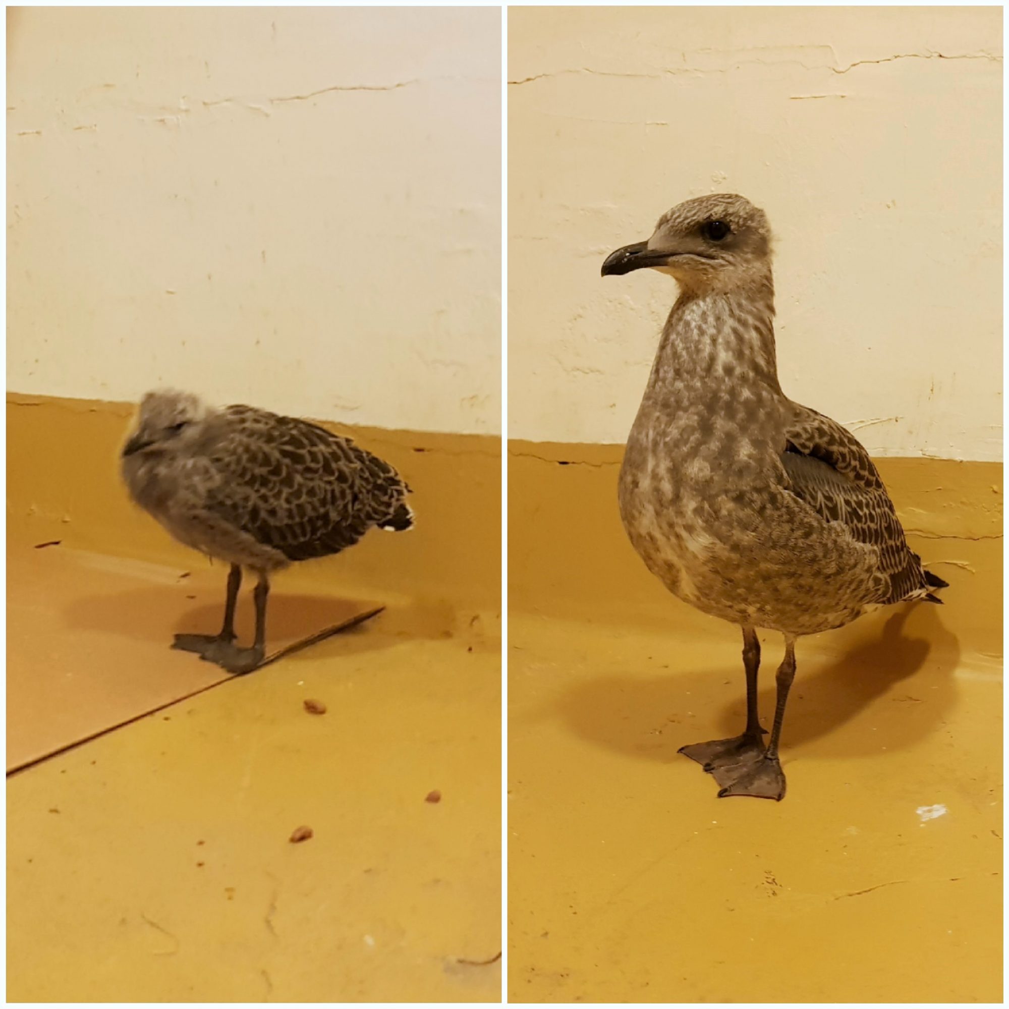 A photo of Otto, the baby herring gull, at age 2 or 3 weeks old, versus 5 or 6 weeks old.