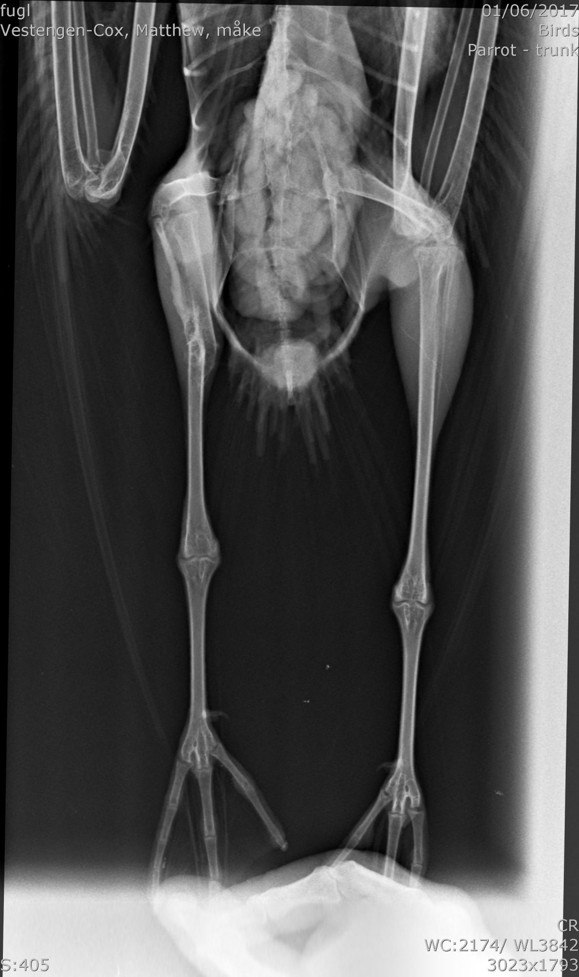 An x-ray of the lower half of a herring gull