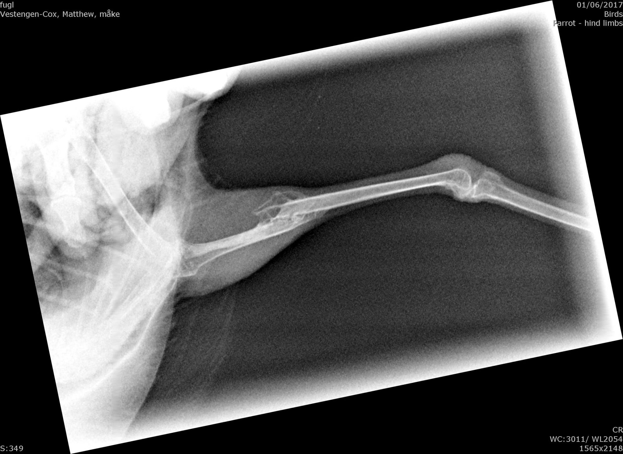 An x-ray of a herring gull leg with a fracture / broken leg