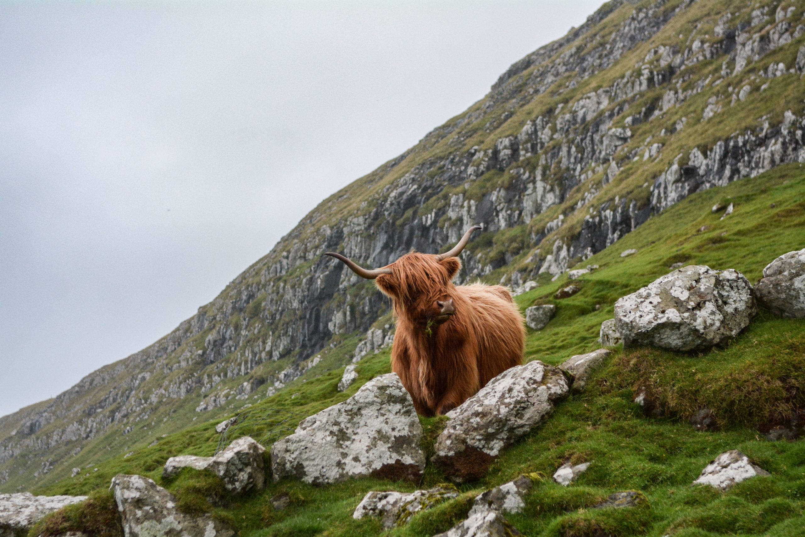 A photo of a cow on a hillside