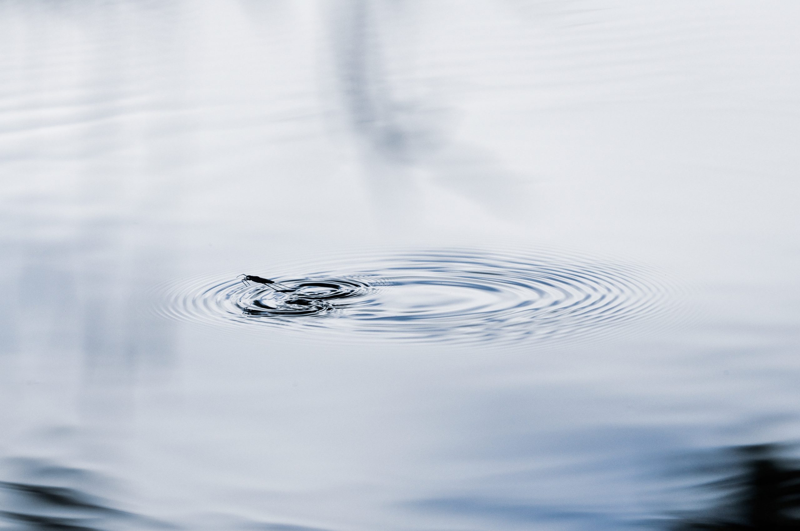 A photo of a pond skater insect hopping off the surface of the water, leaving ripples on the water.