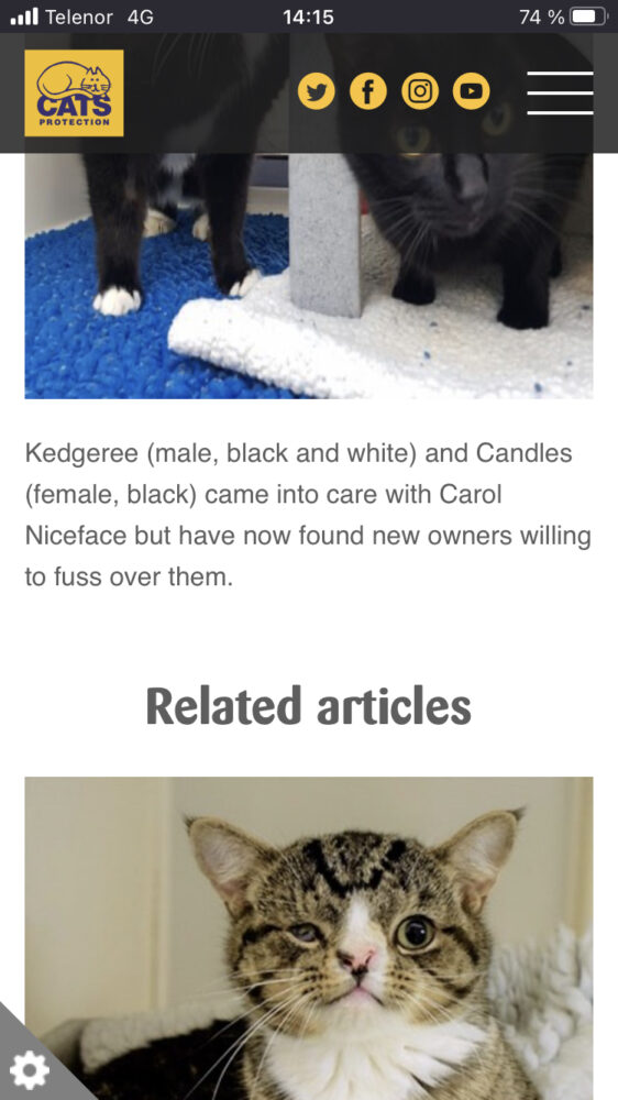A screenshot of the Cats Protection website article showing a photo of a cross-eyed cat with the header Related Articles above.